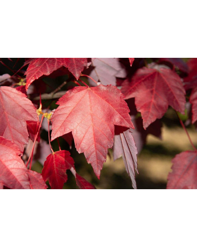 Клен червоний | Acer rubrum | Клён красный