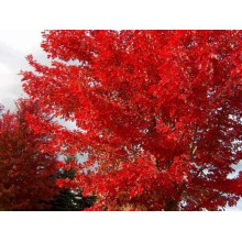Клен червоний | Acer rubrum | Клён красный