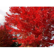 Клен червоний | Acer rubrum | Клён красный