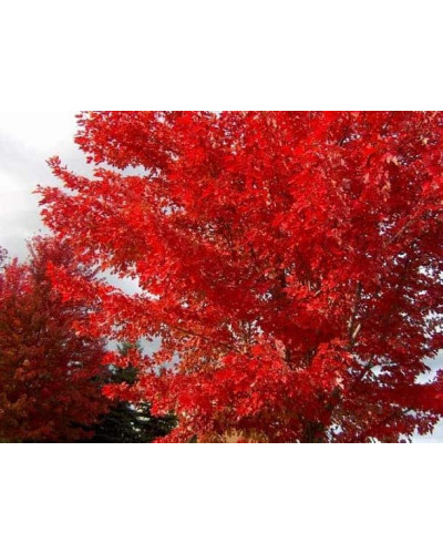 Клен червоний | Acer rubrum | Клён красный