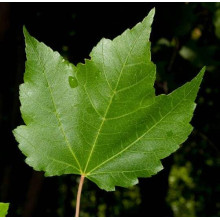 Клен червоний | Acer rubrum | Клён красный