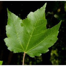 Клен червоний | Acer rubrum | Клён красный