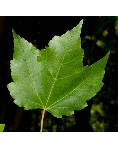 Клен червоний | Acer rubrum | Клён красный