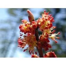 Клен червоний | Acer rubrum | Клён красный