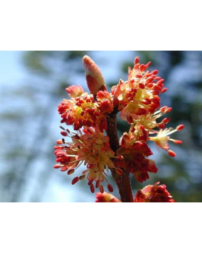 Клен червоний | Acer rubrum | Клён красный