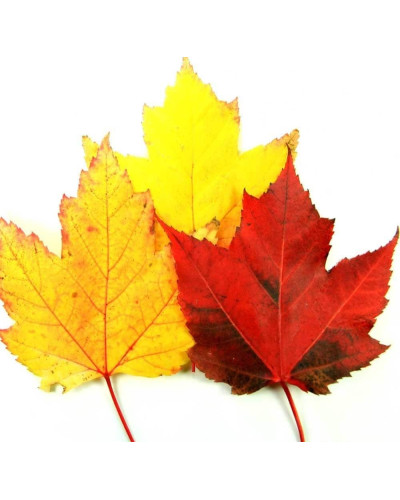 Клен червоний | Acer rubrum | Клён красный