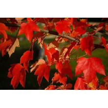 Клен червоний | Acer rubrum | Клён красный