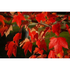 Клен червоний | Acer rubrum | Клён красный