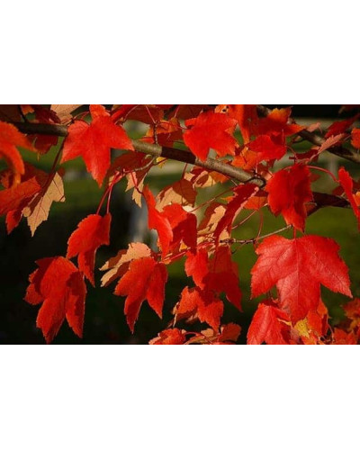 Клен червоний | Acer rubrum | Клён красный