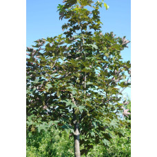 Клен червоний | Acer rubrum | Клён красный