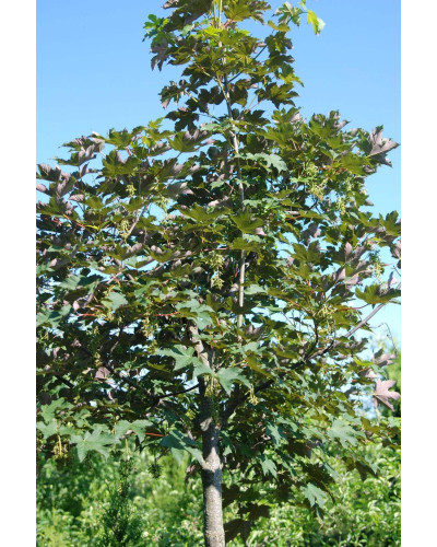 Клен червоний | Acer rubrum | Клён красный