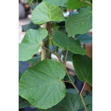 Липа  широколиста | Tilia platyphyllos | Липа крупнолистная / широколистная