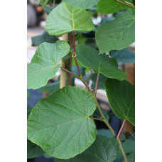 Липа  широколиста | Tilia platyphyllos | Липа крупнолистная / широколистная