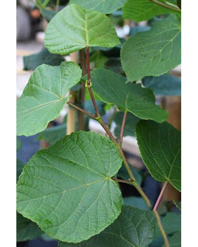 Липа широколиста | Tilia platyphyllos | Липа крупнолистная / широколистная