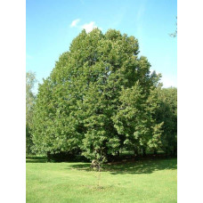 Липа  широколиста | Tilia platyphyllos | Липа крупнолистная / широколистная