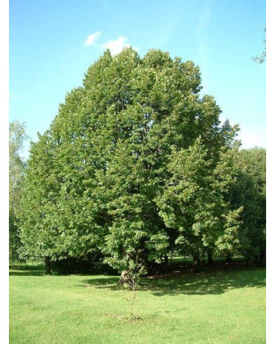 Липа широколиста | Tilia platyphyllos | Липа крупнолистная / широколистная