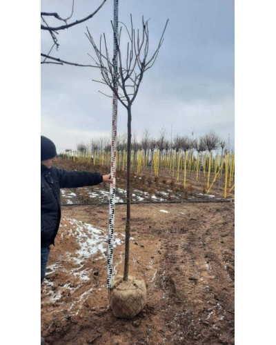 Липа широколиста | Tilia platyphyllos | Липа крупнолистная / широколистная