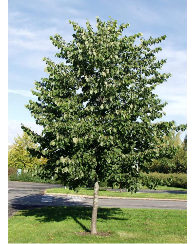 Липа широколиста | Tilia platyphyllos | Липа крупнолистная / широколистная
