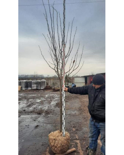 Липа широколиста | Tilia platyphyllos | Липа крупнолистная / широколистная