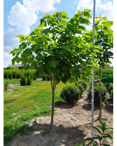 Липа широколиста | Tilia platyphyllos | Липа крупнолистная / широколистная
