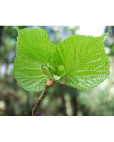 Липа широколиста | Tilia platyphyllos | Липа крупнолистная / широколистная