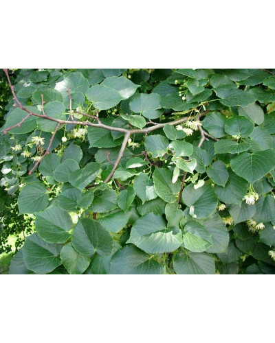 Липа широколиста | Tilia platyphyllos | Липа крупнолистная / широколистная