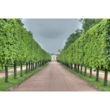 Липа  широколиста | Tilia platyphyllos | Липа крупнолистная / широколистная
