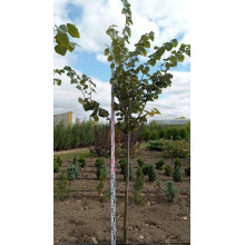 Липа  широколиста | Tilia platyphyllos | Липа крупнолистная / широколистная