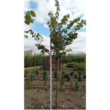Липа  широколиста | Tilia platyphyllos | Липа крупнолистная / широколистная