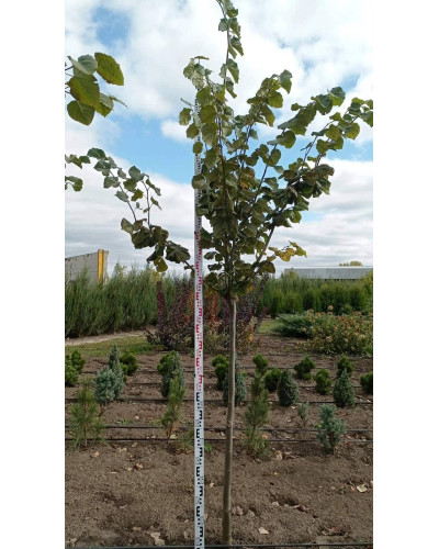 Липа широколиста | Tilia platyphyllos | Липа крупнолистная / широколистная