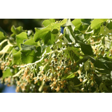 Липа  широколиста | Tilia platyphyllos | Липа крупнолистная / широколистная