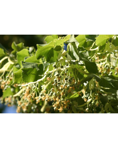 Липа широколиста | Tilia platyphyllos | Липа крупнолистная / широколистная