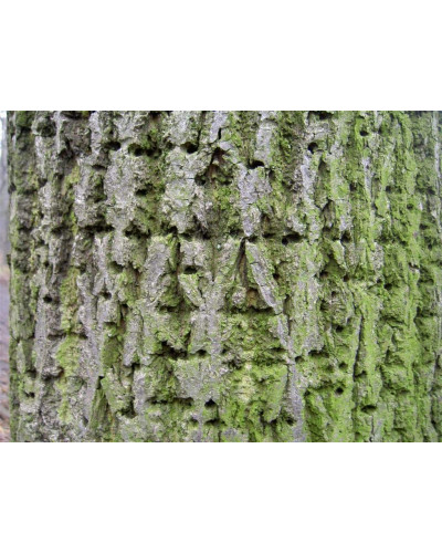 Липа широколиста | Tilia platyphyllos | Липа крупнолистная / широколистная