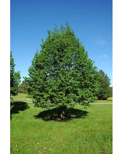 Липа широколиста | Tilia platyphyllos | Липа крупнолистная / широколистная