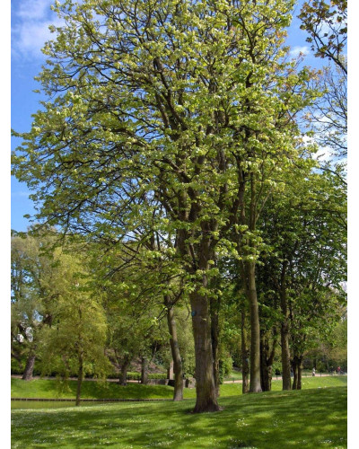Липа широколиста | Tilia platyphyllos | Липа крупнолистная / широколистная