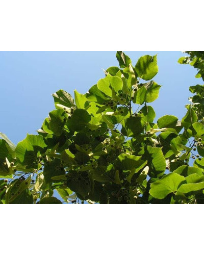 Липа широколиста | Tilia platyphyllos | Липа крупнолистная / широколистная
