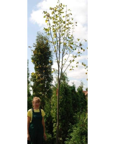 Липа дрібнолиста / серцелиста | Tilia cordata | Липа мелколистная / сердцевидная