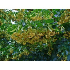 Липа дрібнолиста / серцелиста | Tilia cordata | Липа мелколистная / сердцевидная