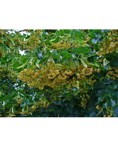 Липа дрібнолиста / серцелиста | Tilia cordata | Липа мелколистная / сердцевидная