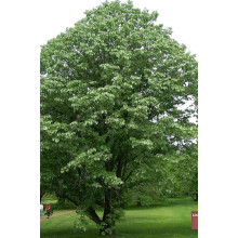 Липа повстиста / срібляста | Tilia tomentosa | Липа войлочная / серебристая