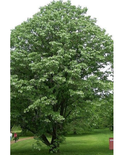 Липа повстиста / срібляста | Tilia tomentosa | Липа войлочная / серебристая