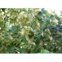Липа повстиста / срібляста | Tilia tomentosa | Липа войлочная / серебристая