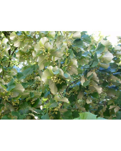 Липа повстиста / срібляста | Tilia tomentosa | Липа войлочная / серебристая