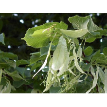 Липа повстиста / срібляста | Tilia tomentosa | Липа войлочная / серебристая