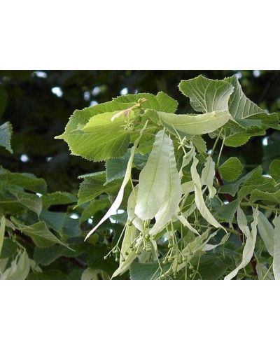 Липа повстиста / срібляста | Tilia tomentosa | Липа войлочная / серебристая