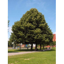Липа повстиста / срібляста | Tilia tomentosa | Липа войлочная / серебристая