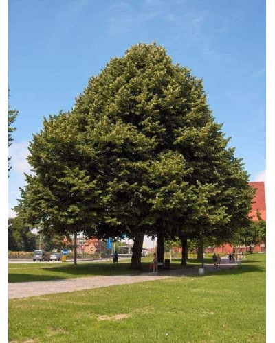Липа повстиста / срібляста | Tilia tomentosa | Липа войлочная / серебристая