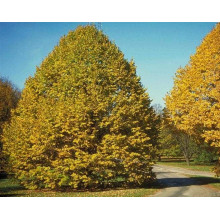 Липа повстиста / срібляста | Tilia tomentosa | Липа войлочная / серебристая