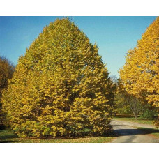 Липа повстиста / срібляста | Tilia tomentosa | Липа войлочная / серебристая