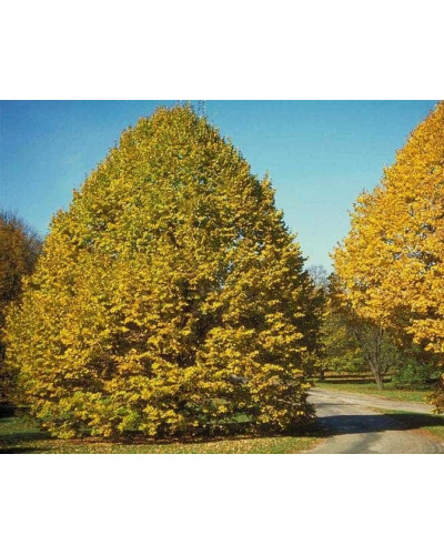 Липа повстиста / срібляста | Tilia tomentosa | Липа войлочная / серебристая